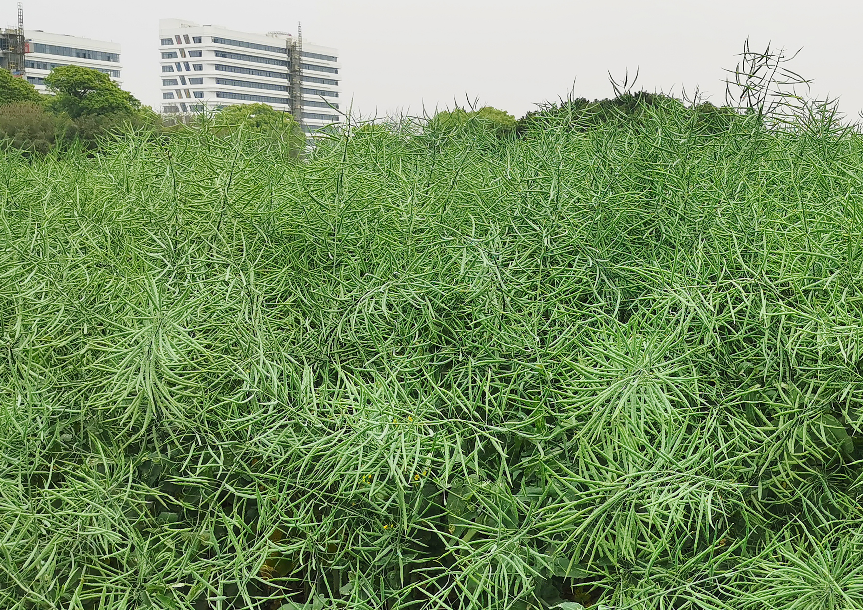 亞美油1號(hào)