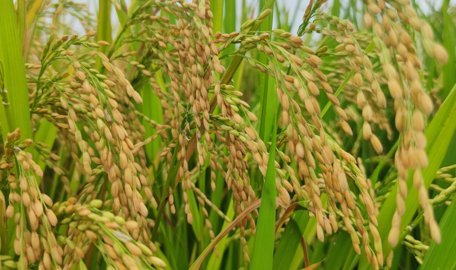 鈺兩優(yōu)113