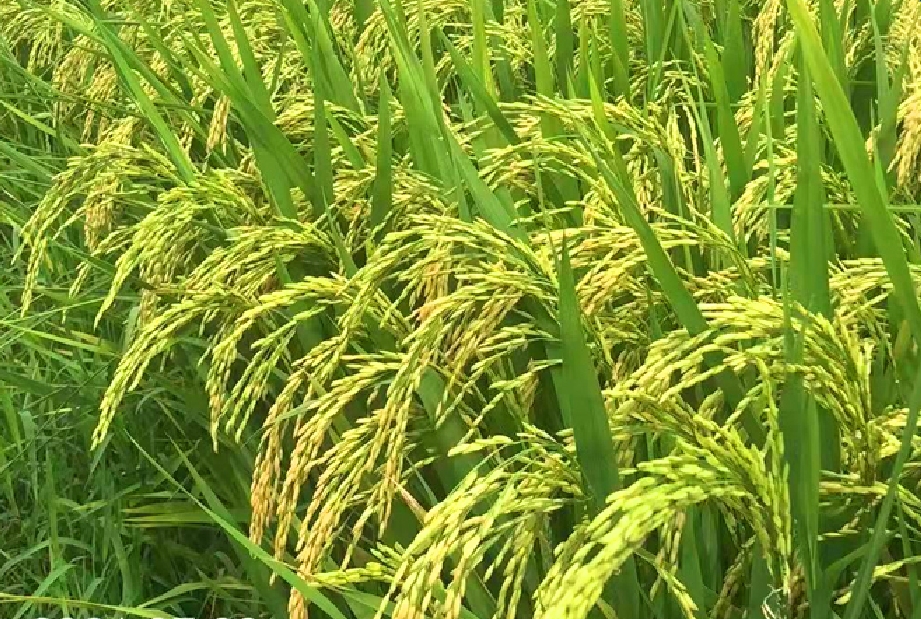 隆科早1號
